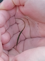 Syngnathus typhle