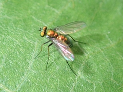 Dolichopodidae