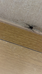 Latrodectus hasselti