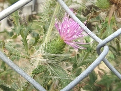 Cirsium vulgare