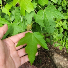 Acer floridanum