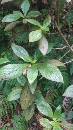 Image of Digitalis sceptrum by (c) Vítor Jorge, some rights reserved (CC BY)