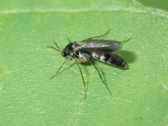 Mycetophilidae