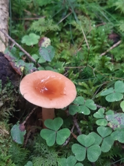 Lactarius camphoratus