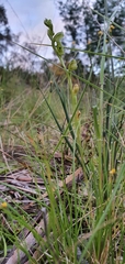 Pterostylis mutica