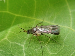 Mycetophilidae