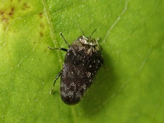 Trachys auricollis