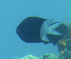 Pycnochromis margaritifer