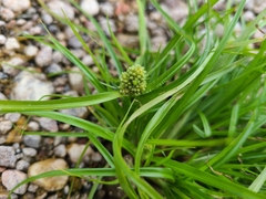Cyperus michelianus
