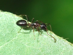 Camponotus vitiosus