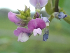 Glycine max soja
