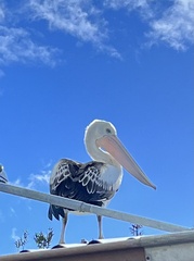 Pelecanus conspicillatus
