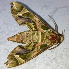 Daphnis nerii