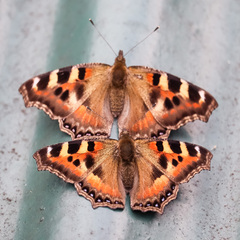 Aglais caschmirensis