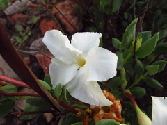 Mandevilla macrosiphon