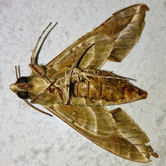 Daphnis nerii