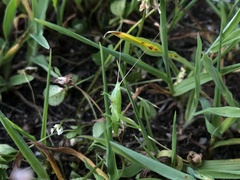 Euconocephalus varius