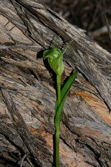 Pterostylis foliata