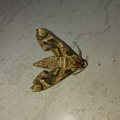 Daphnis nerii