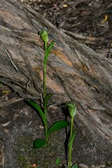 Pterostylis foliata