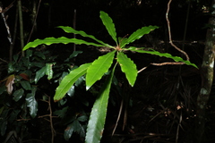 Anopterus macleayanus