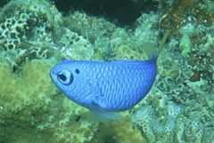 Pomacentrus coelestis