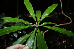 Anopterus macleayanus