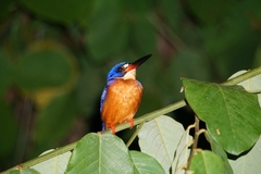 Alcedo meninting