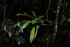 Anopterus macleayanus