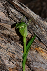 Pterostylis foliata
