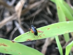 Trigonidium cicindeloides