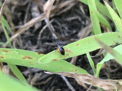 Trigonidium cicindeloides