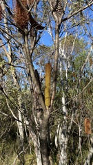 Banksia ericifolia