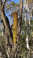 Banksia ericifolia