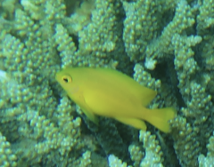 Pomacentrus moluccensis