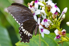 Papilio polytes