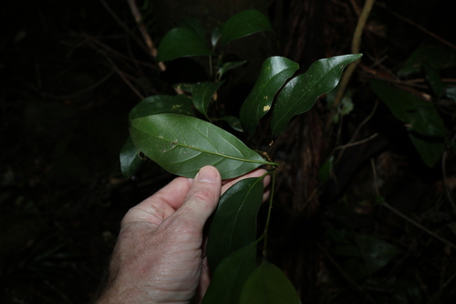 Image of Endiandra mulleri by (c) Greg Tasney, some rights reserved (CC BY-SA)