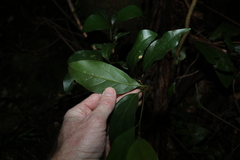 Endiandra muelleri muelleri