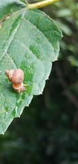 Gastropoda