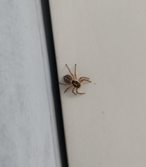 Menemerus semilimbatus