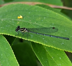 Onychargia atrocyana