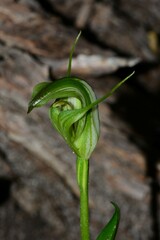 Pterostylis foliata