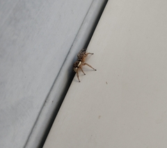 Menemerus semilimbatus