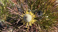 Isopogon anethifolius