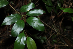 Endiandra muelleri muelleri