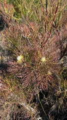 Isopogon anethifolius