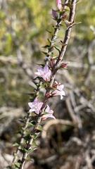 Epacris pulchella