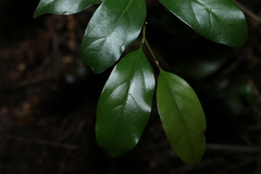 Endiandra muelleri muelleri