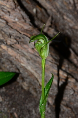 Pterostylis foliata