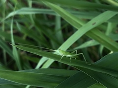 Euconocephalus varius